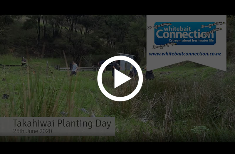 Takahiwai Planting Day with Whitebait Connection